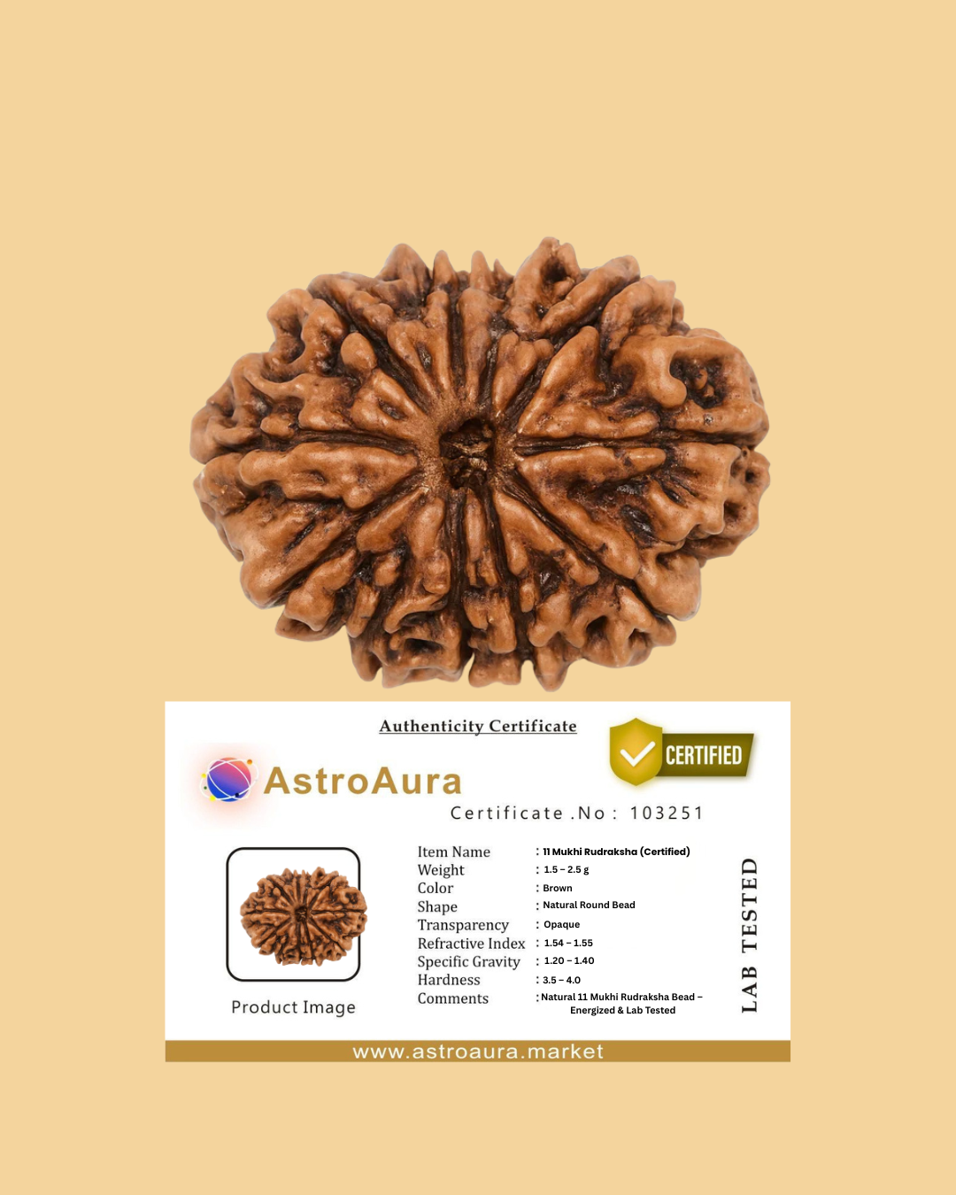 11 Mukhi Rudraksha Nepali Lab Certified