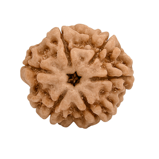 6 Mukhi Rudraksha Certified Nepal