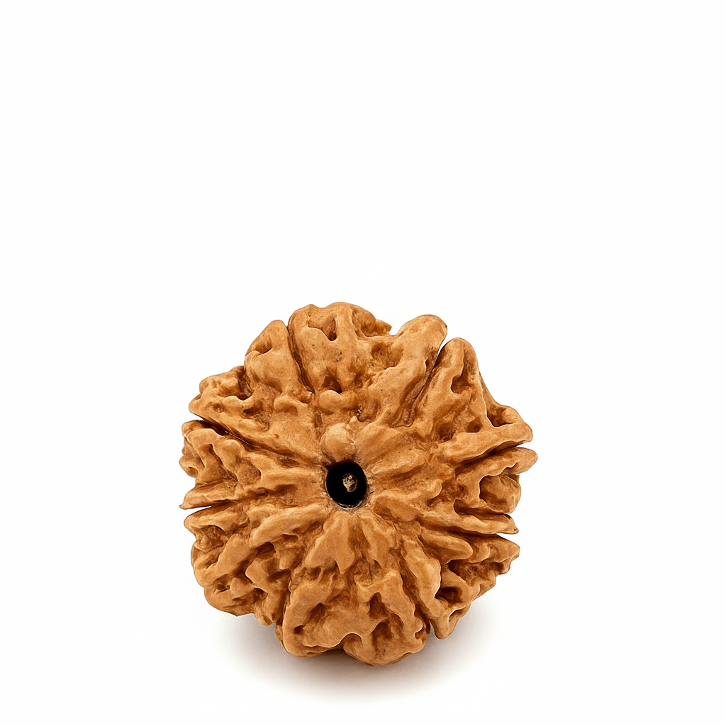 9 Mukhi Rudraksha Original Certified (Nepal)