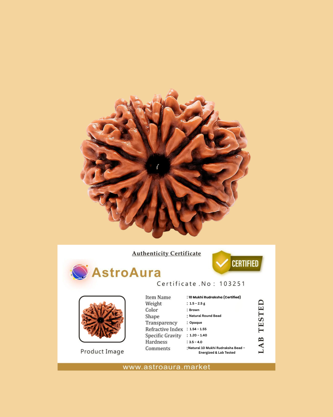 10 Mukhi Rudraksha Certified (Nepal)