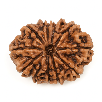 11 Mukhi Rudraksha Nepali Lab Certified