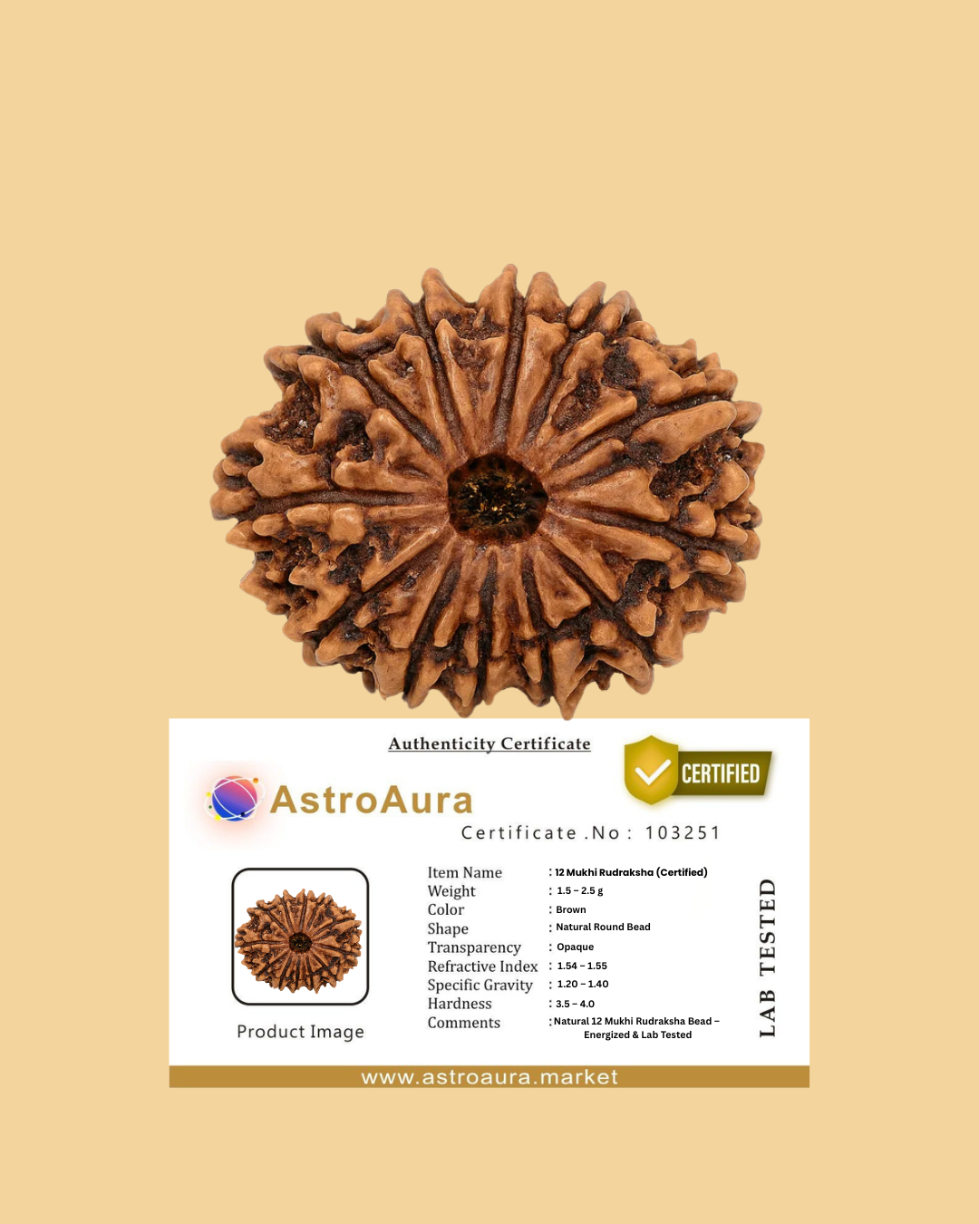 12 Mukhi Rudraksha Original Certified (Nepal)