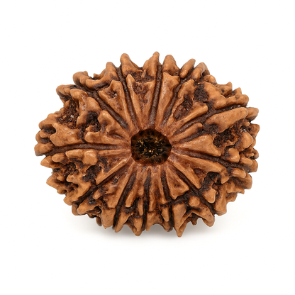 12 Mukhi Rudraksha Original Certified (Nepal)