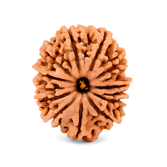 13 Mukhi Rudraksha Nepali Lab Certified