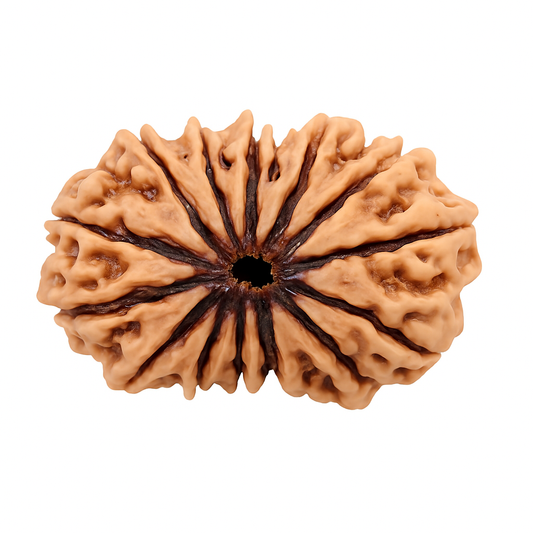 14 Mukhi Rudraksha Nepali Lab Certified