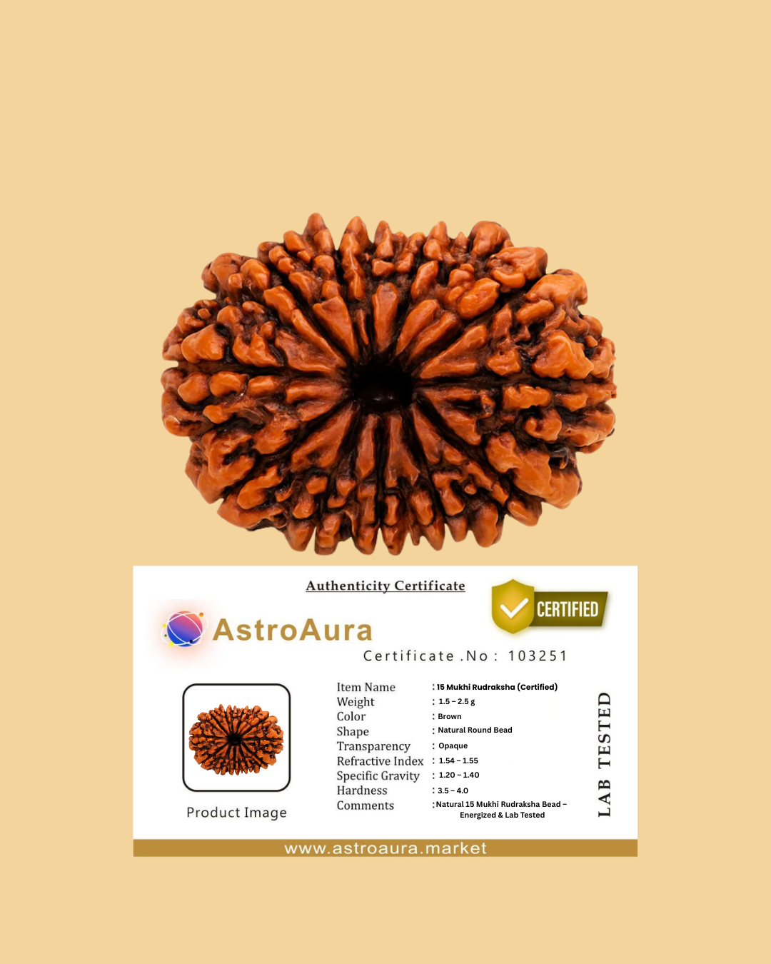 15 Mukhi Rudraksha Certified (Nepal)