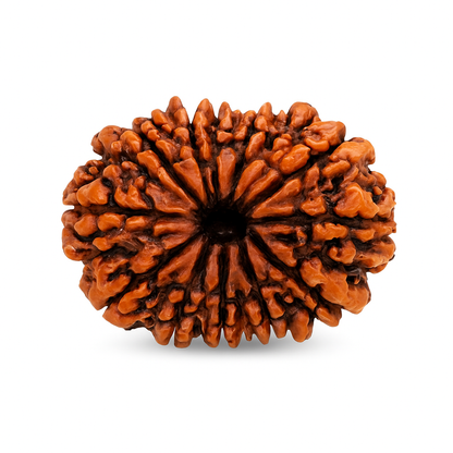 15 Mukhi Rudraksha Certified (Nepal)
