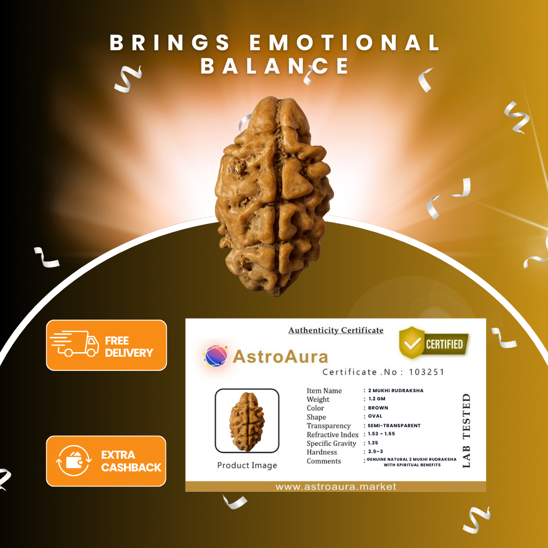 2 Mukhi Rudraksha Lab Certified (Nepal)