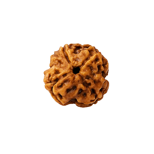 4 Mukhi Rudraksha Certified (Nepal)