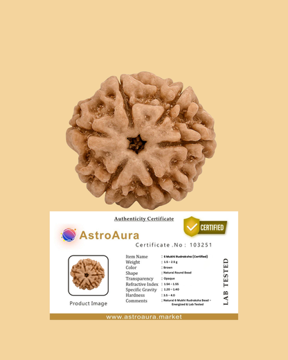 6 Mukhi Rudraksha Certified Nepal