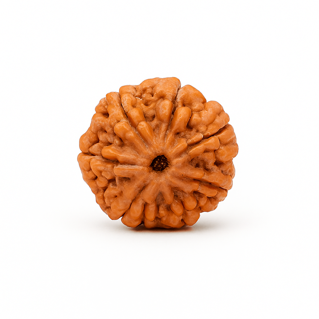 7 Mukhi Ruraksha Certified (Nepal)