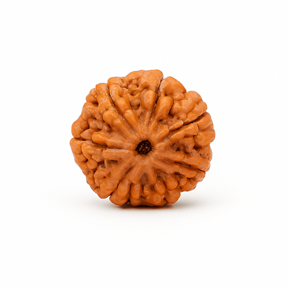 7 Mukhi Ruraksha Certified (Nepal)