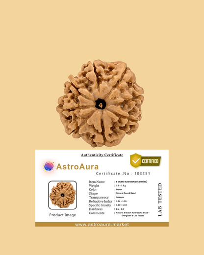 8 Mukhi Rudraksha Original Certified (Nepal)
