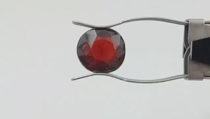 Gomedh (Medium) - Sri Lanka