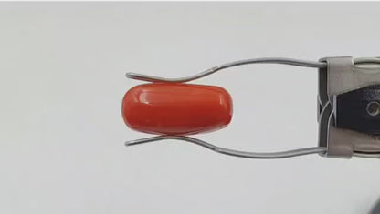 Coral (Medium) - Italian