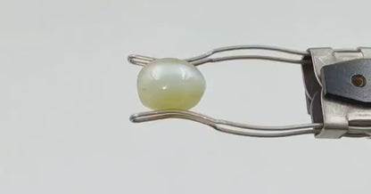 Cat Eye (Regular) - Indian