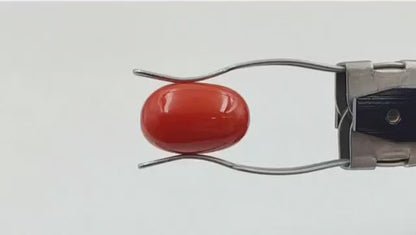 Coral (Premium AA) - Italian