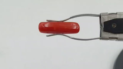 Coral (Regular) - Italian