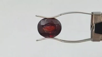 Gomedh (Premium) - Sri Lanka